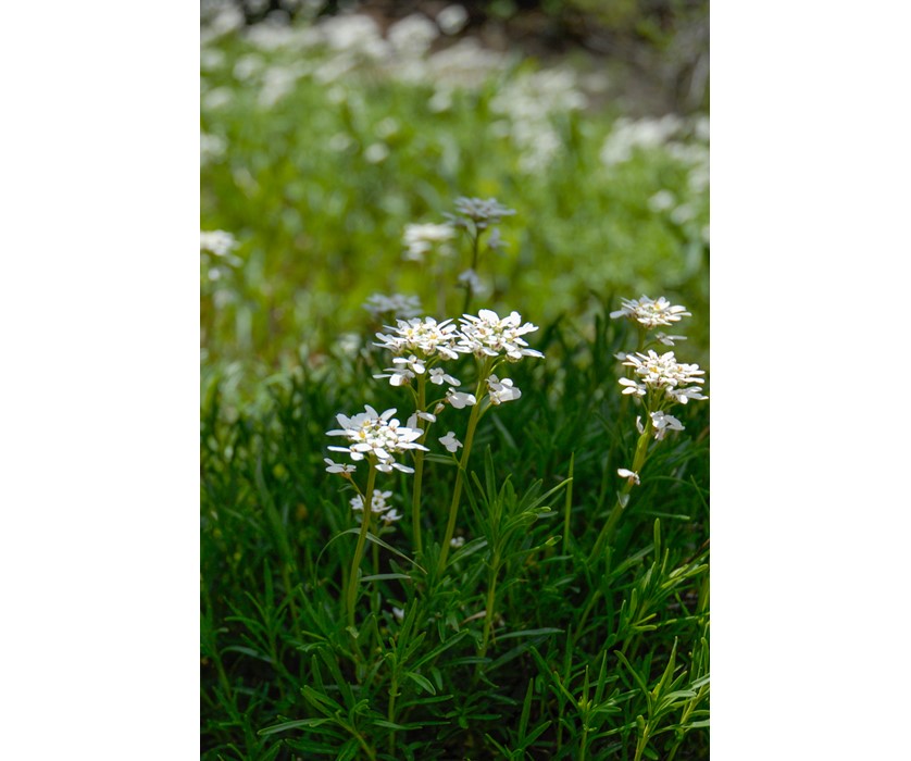Snowflake Candytuft